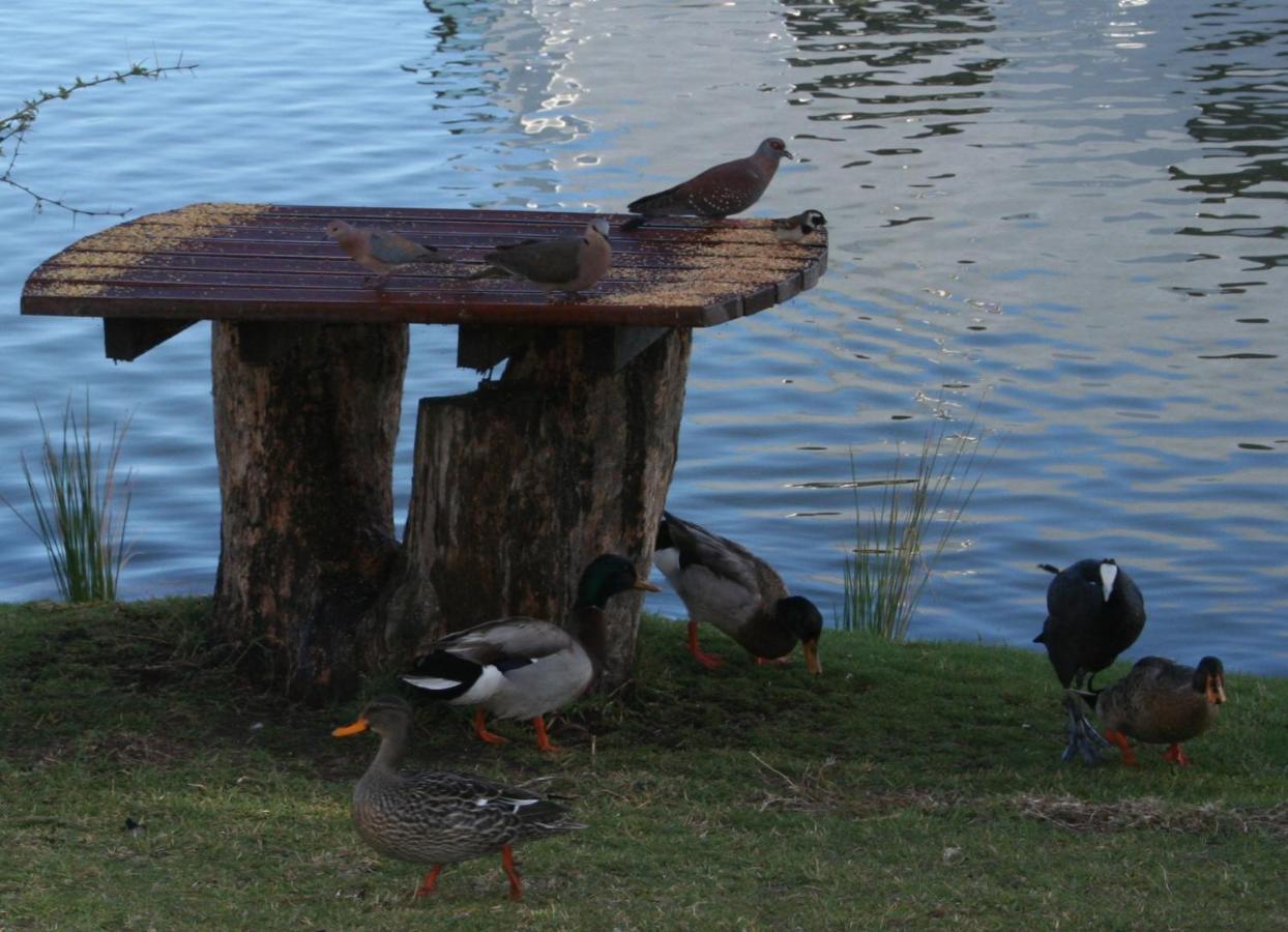 Vlei Cove Guesthouse Cape Town Bagian luar foto